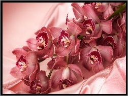 Orchidee, Atłas, Różowe